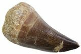 Fossil Mosasaur (Thalassotitan) Tooth - Morocco #353256-1